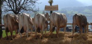 ZF Petty Kunz Josef Wilen 80A